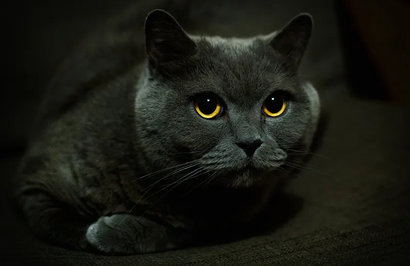 幻灯片-黑猫资源