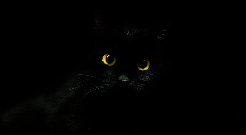 幻灯片-黑猫资源